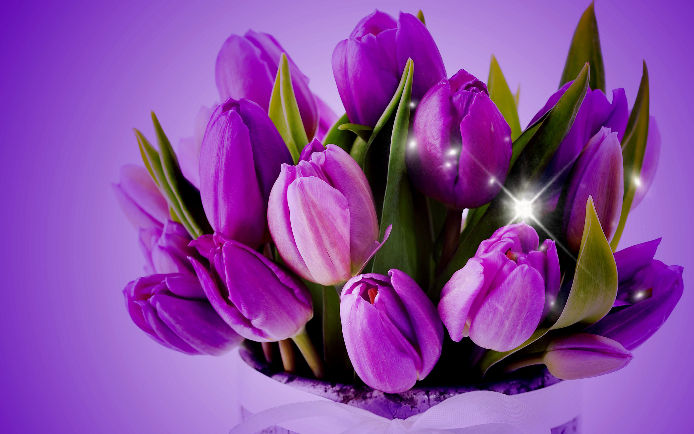 Purple Tulips Hd Desktop Wallpaper We Select The Best