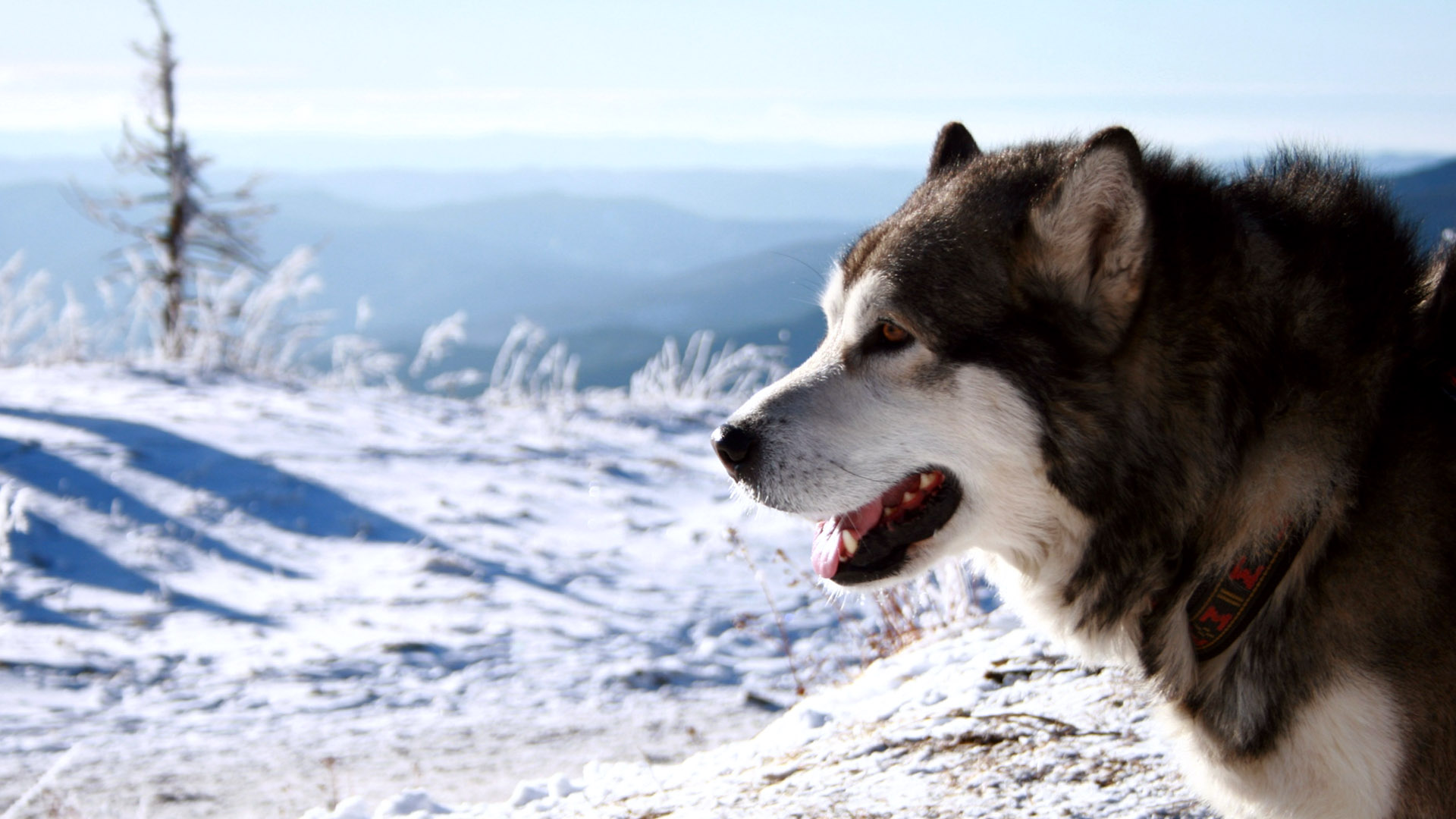 Snow Dogs Hungry Wallpapers HD
