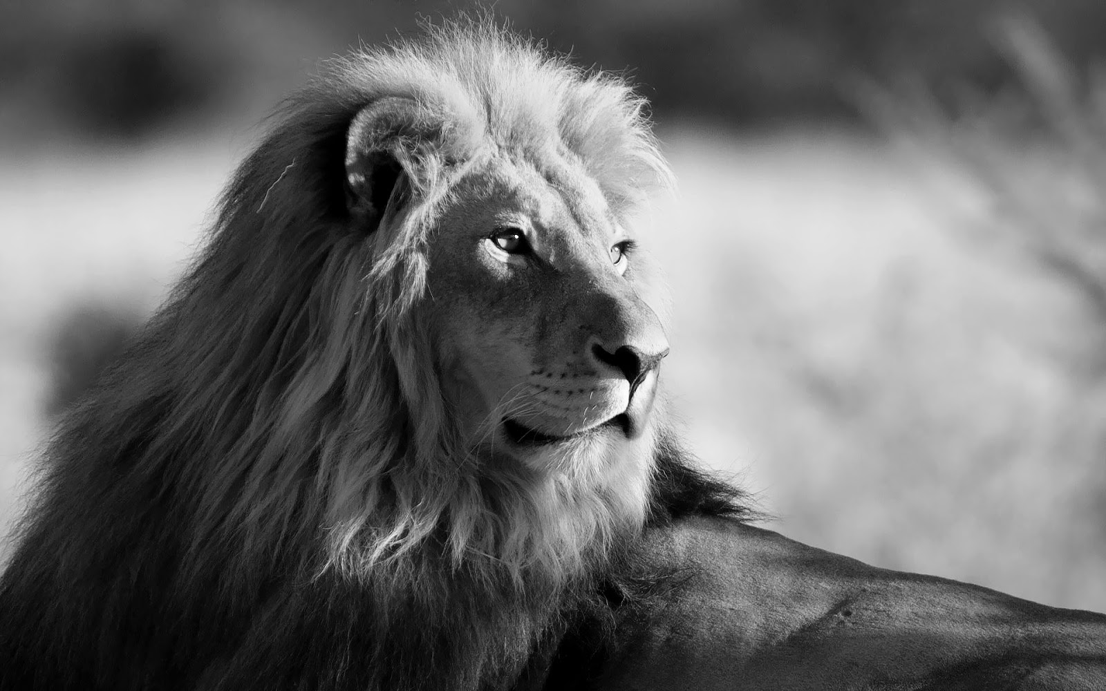 Black White lion animal Wallpaper With Resolutions 16001000 Pixel