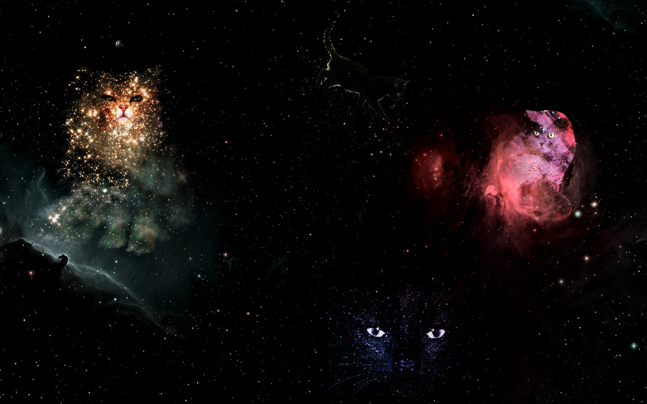 Cats In Space Wallpaper Jessamine Needed A New Cat