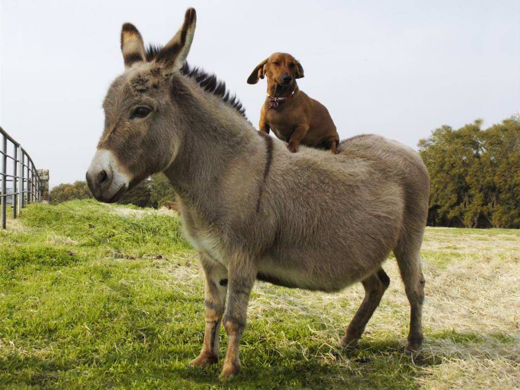 Donkey Wallpaper