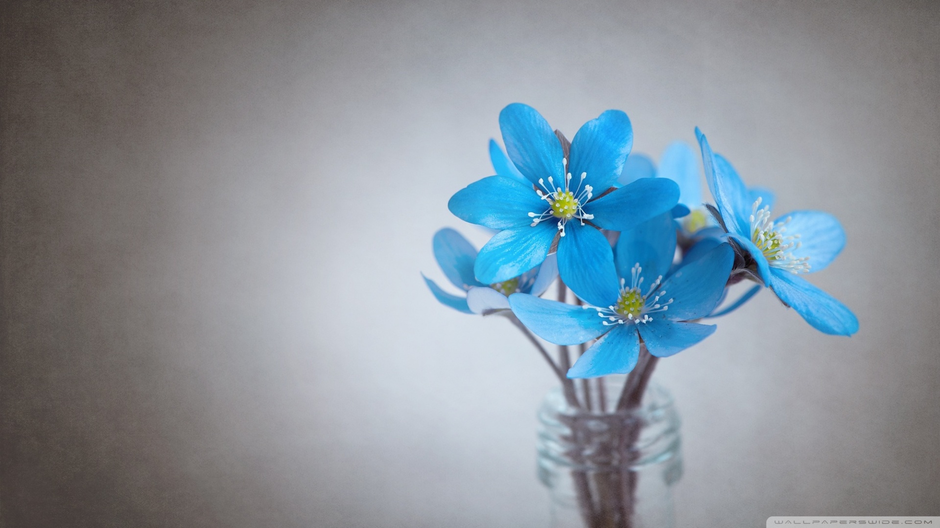 Small Blue Flowers 4k HD Desktop Wallpaper For Ultra Tv