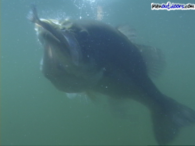 Largemouth Bass Eating Bluegill