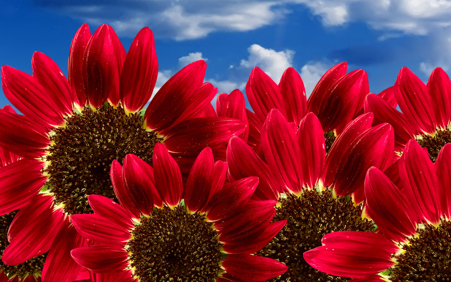 Wallpaper Of Flowers Blooming Pure Red Sunflowers