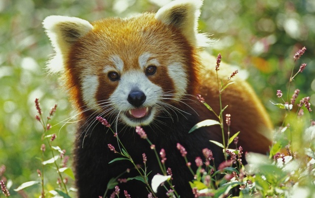 Cute Red Panda Click To