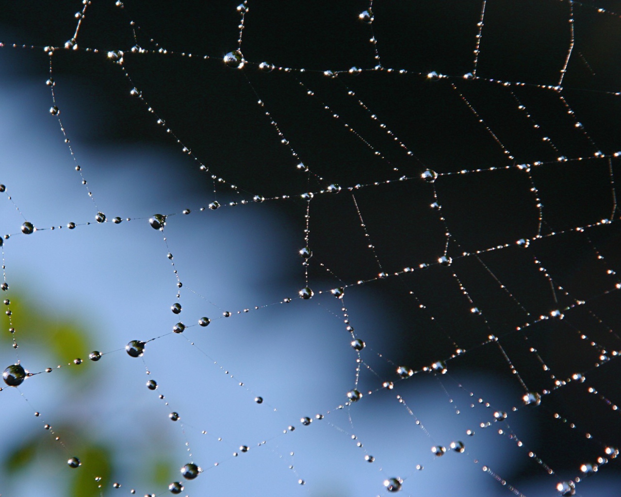 Spider S Web Wallpaper Inch Tablet HD