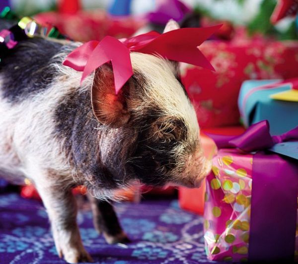 Funny Pictures Cute Little Pigs in Christmas Tree Photos