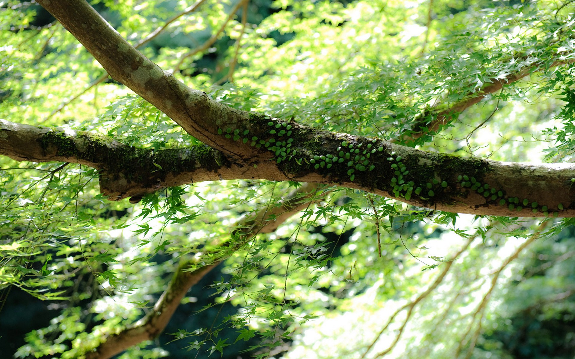 Japan Nature Wallpaper Trees