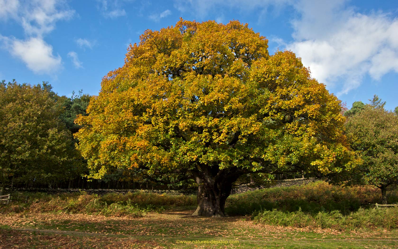Oak Tree In Autumn Background Pixels