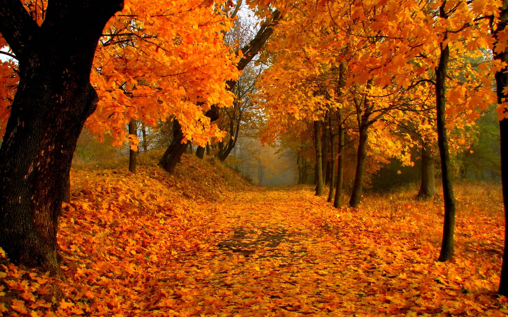 A picturesque autumn path covered in golden leaves with trees on both side