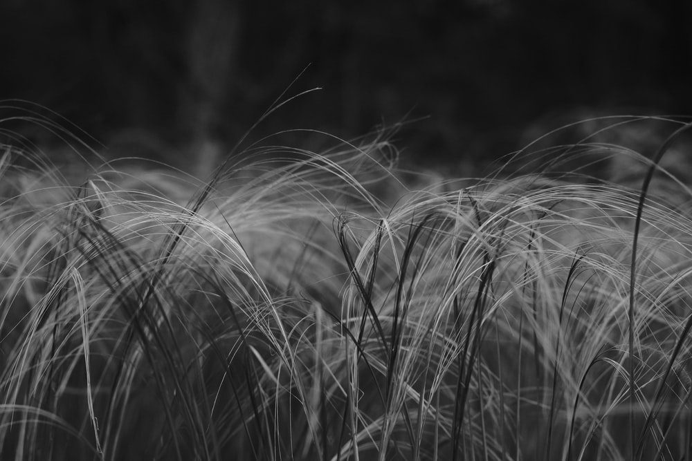 White Grass Pictures Download Free Images on