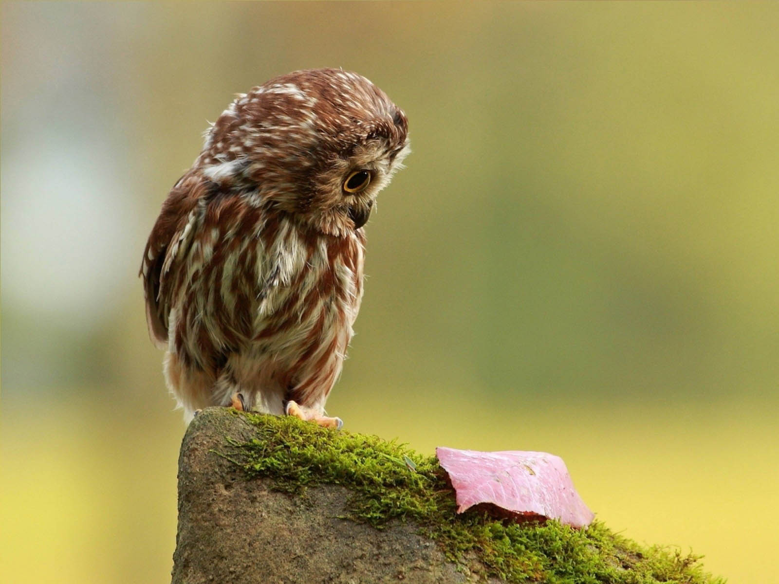 XS Wallpapers HD Funny Owl