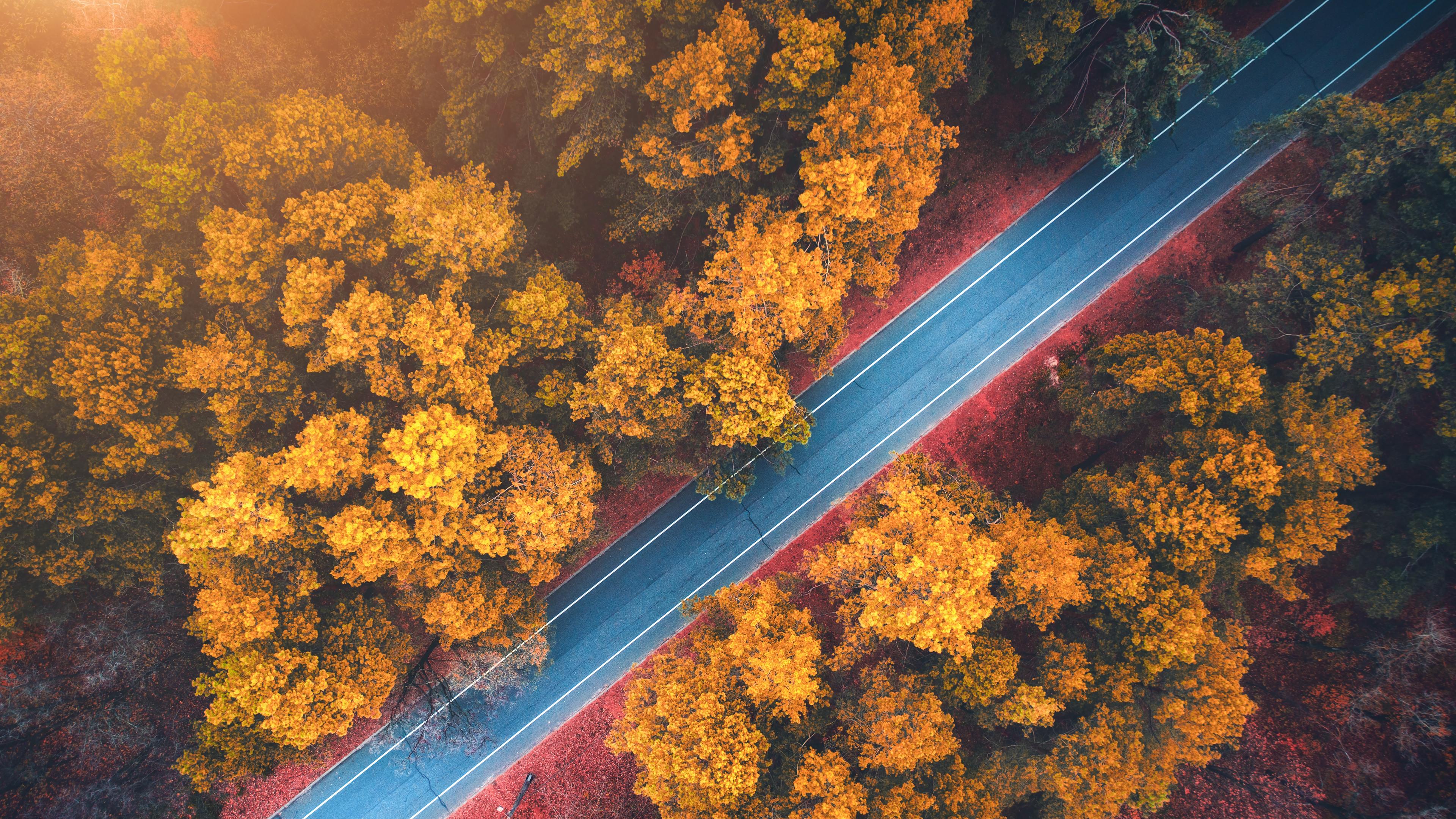 Forest Road Autumn Trees Wallpaper iPhone Phone 4k 260f