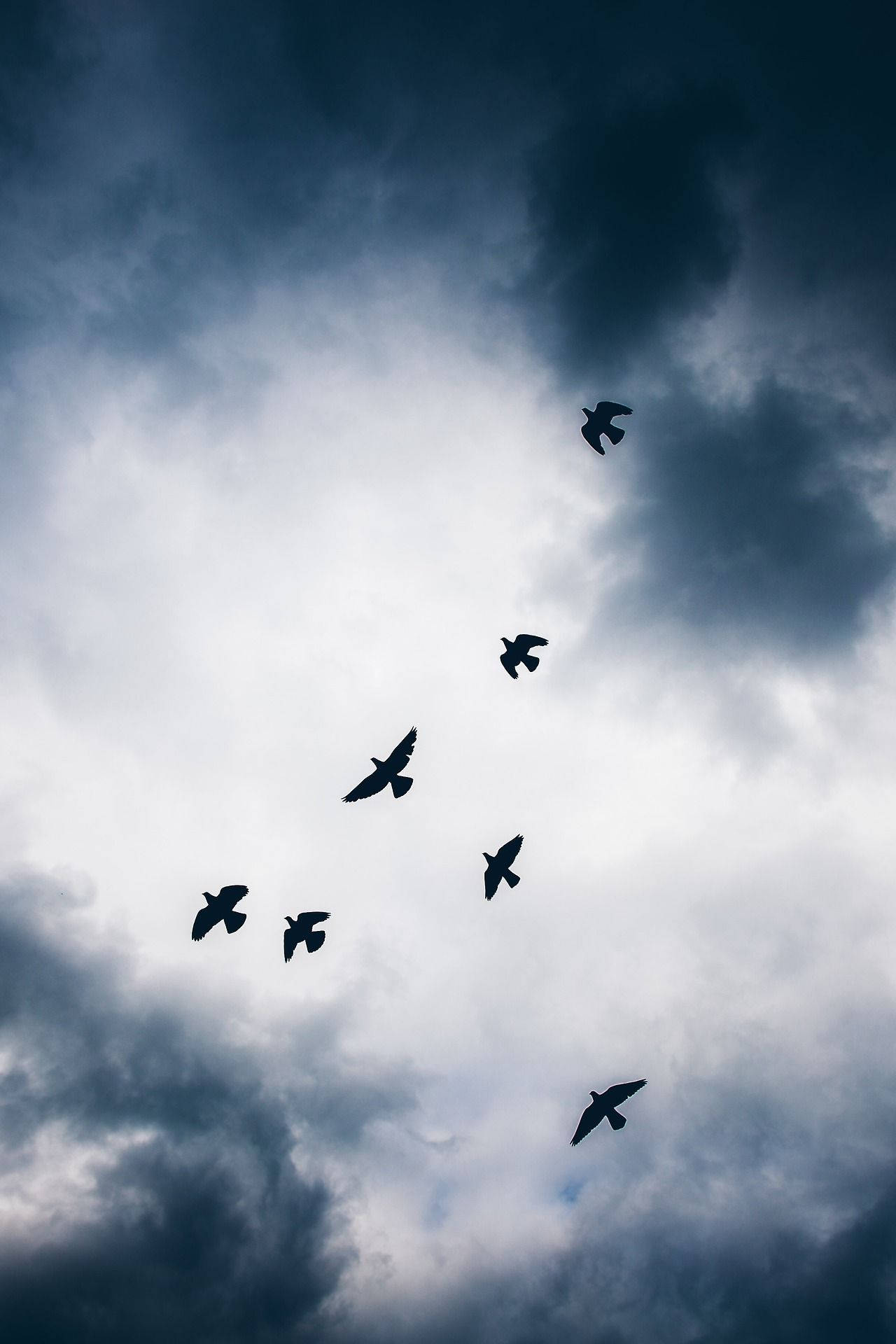 Birds Flying Wallpaper