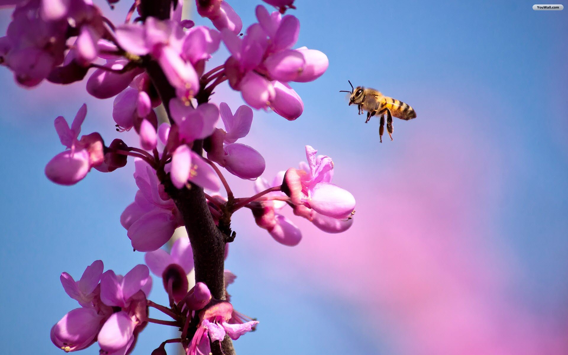Bee Wallpaper HD Pictures One Background