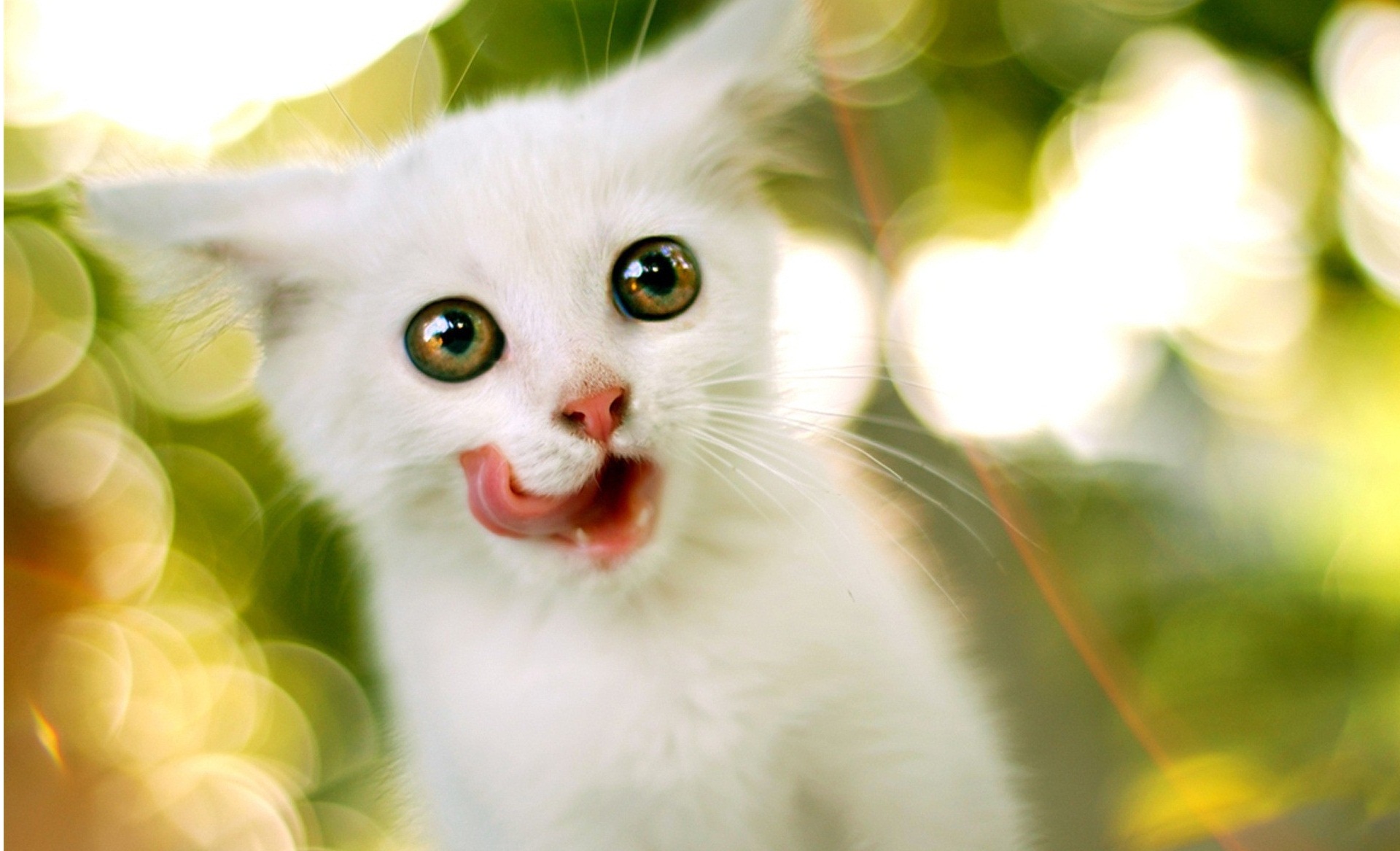 White Cat Hd Wallpaper 3d Desktop Background