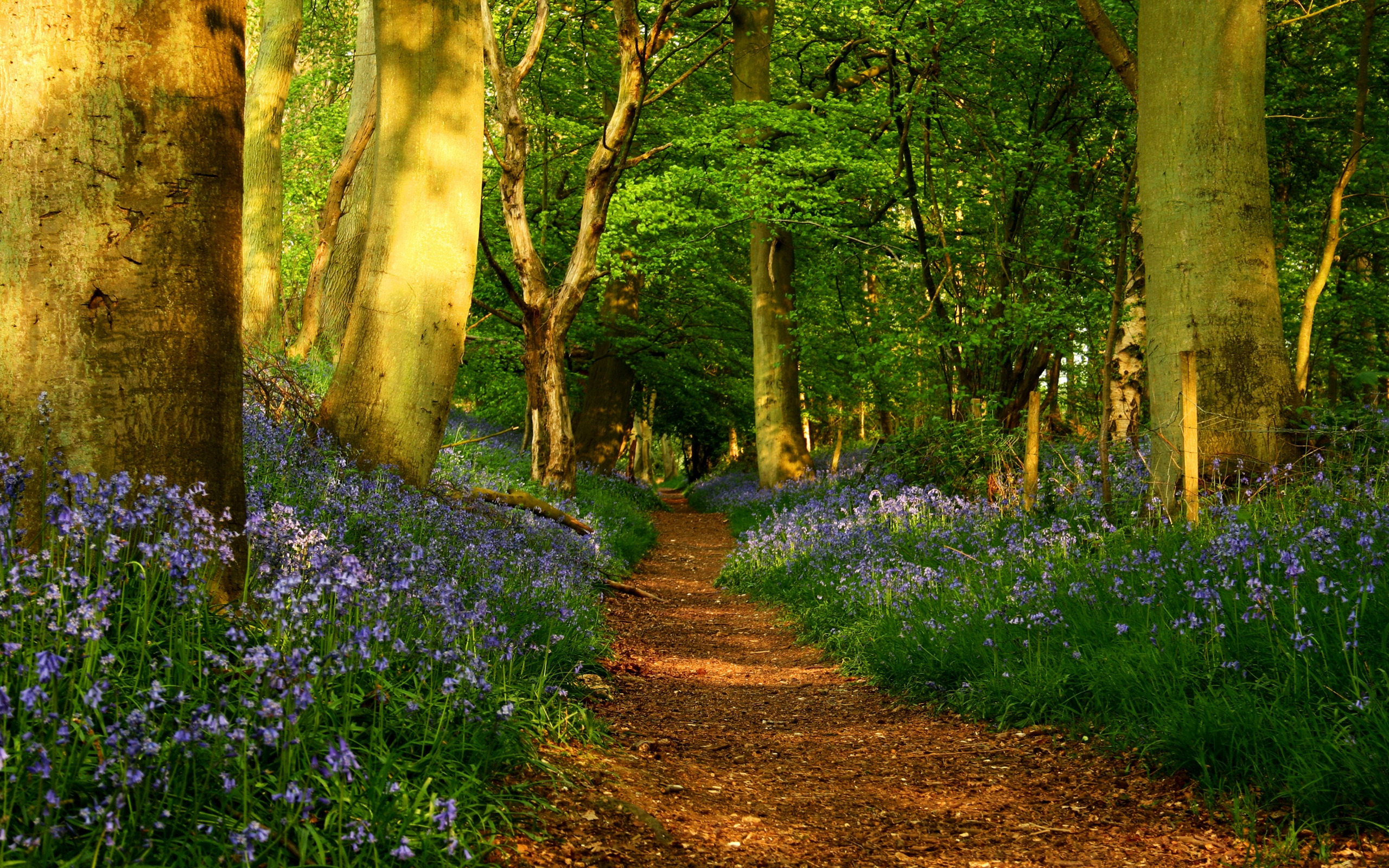 Spring Path In The Forest Wallpaper HD