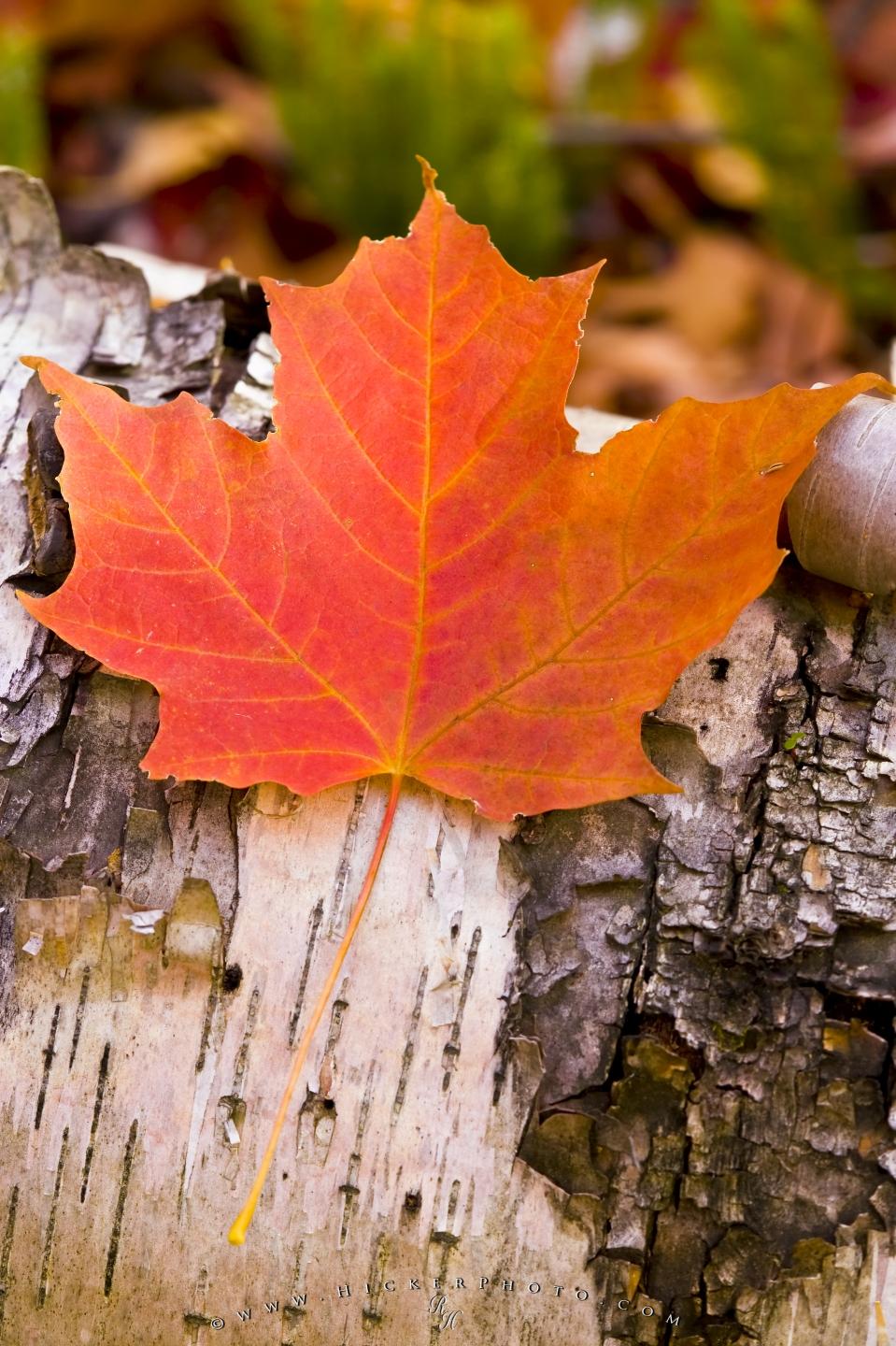 Wallpaper Background Red Maple Leaf Canadian Symbol