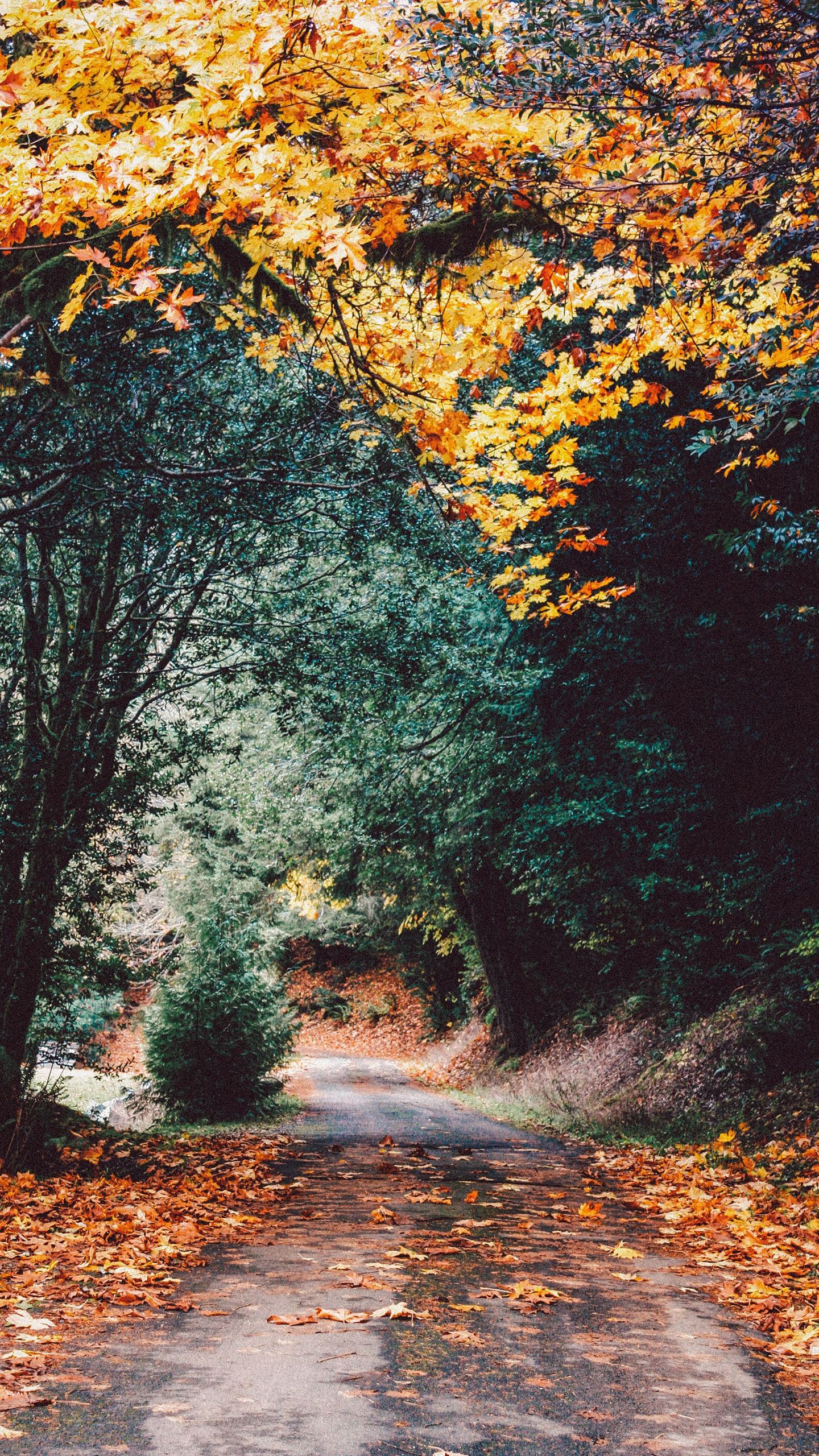 Autumn Phone Wallpaper