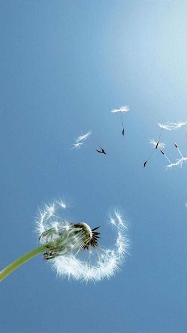 iPhone Wallpaper HD Cute Flying Dandelion For