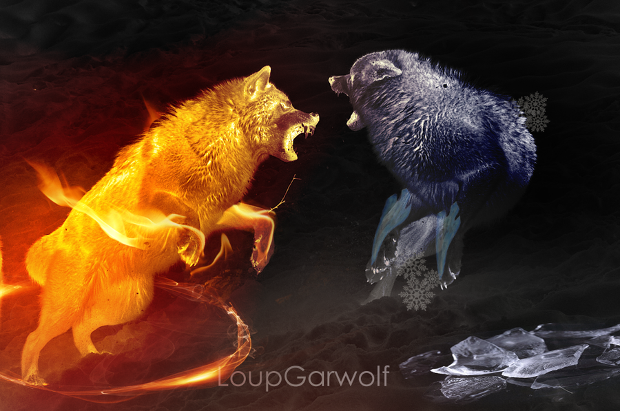 47 Fire And Ice Wolf Wallpaper On Wallpapersafari.