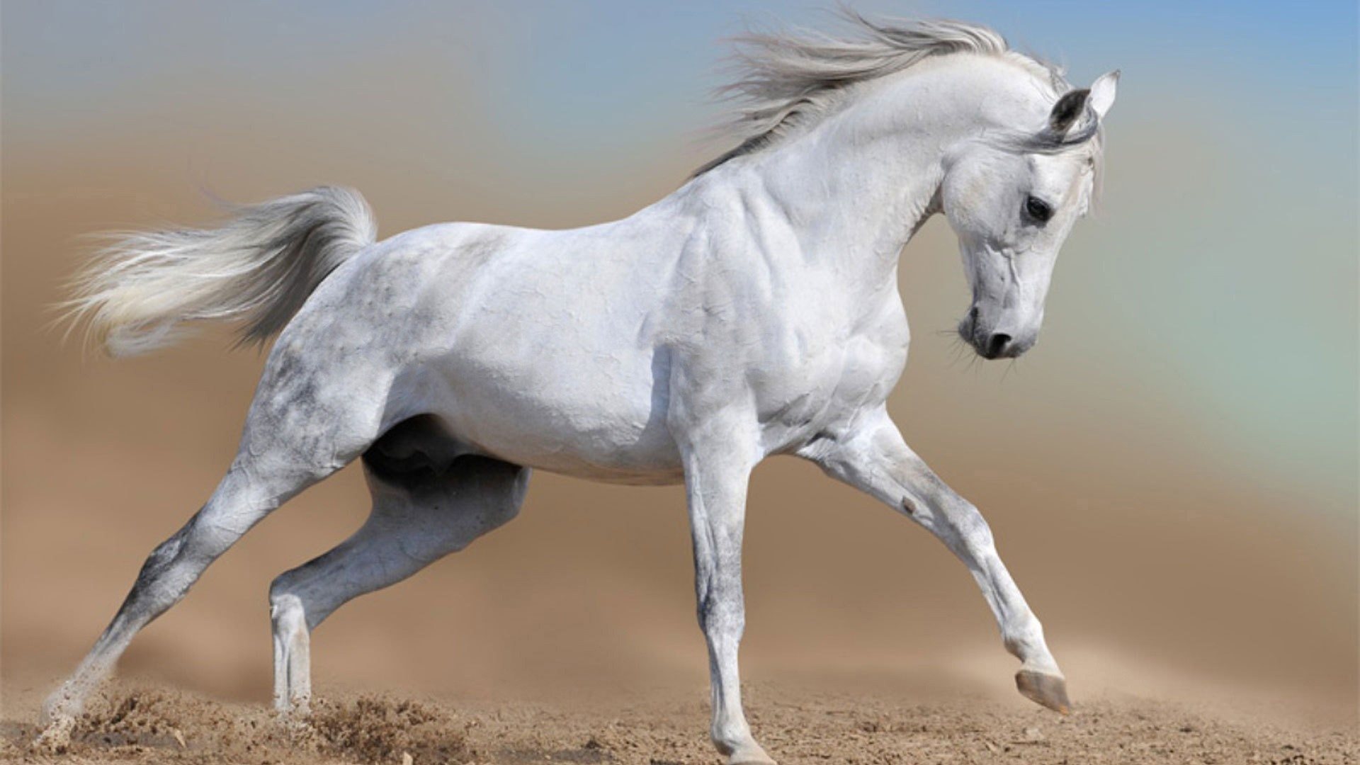Beautiful White Horse Desktop Wallpaper 07653   Baltana 1920x1080