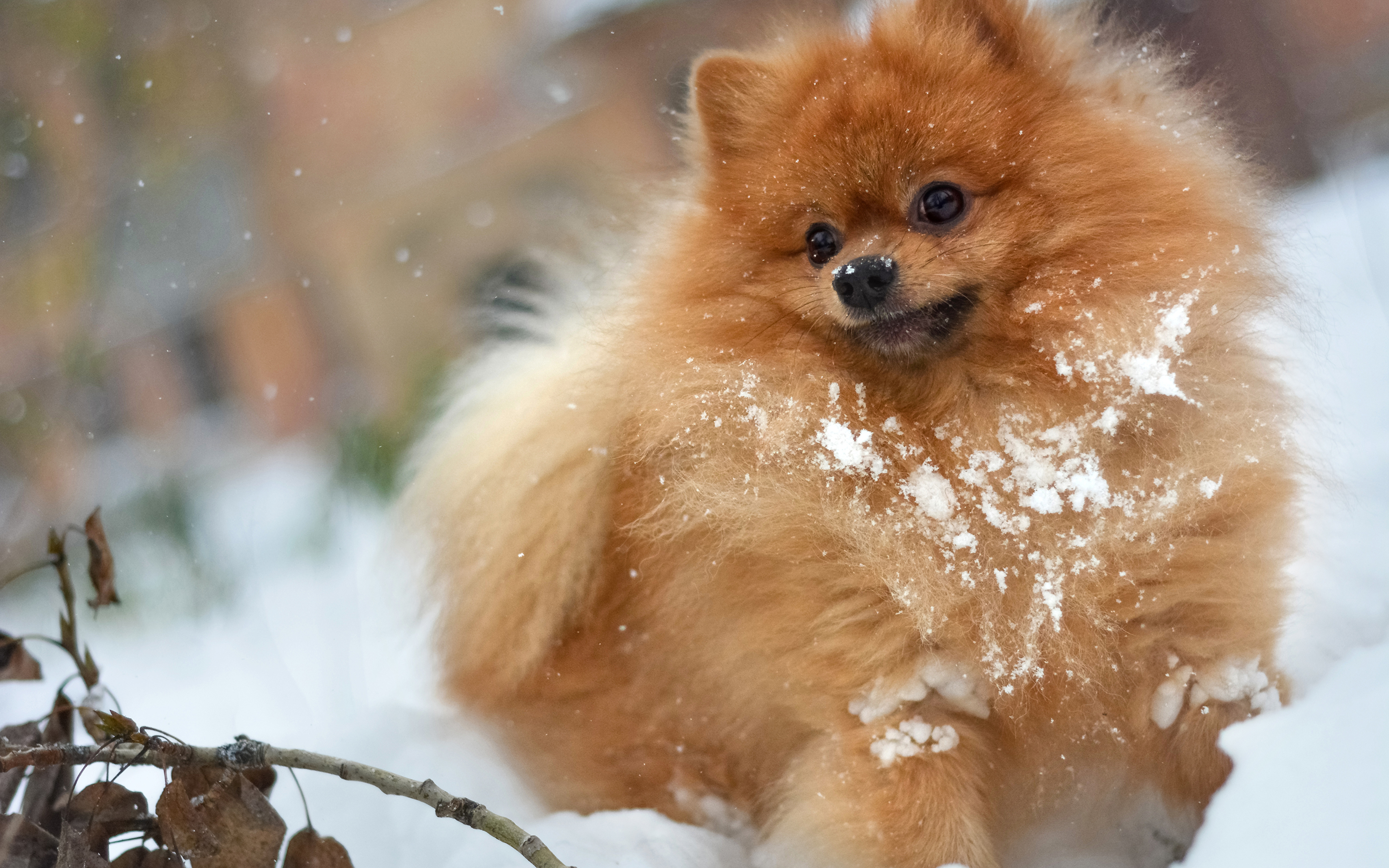 Image Spitz Dog Red Orange Snow Animal Staring