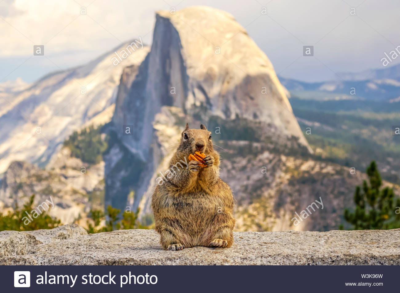 Squirrel Eating A Nut With Half Dome In The Background Yosemite
