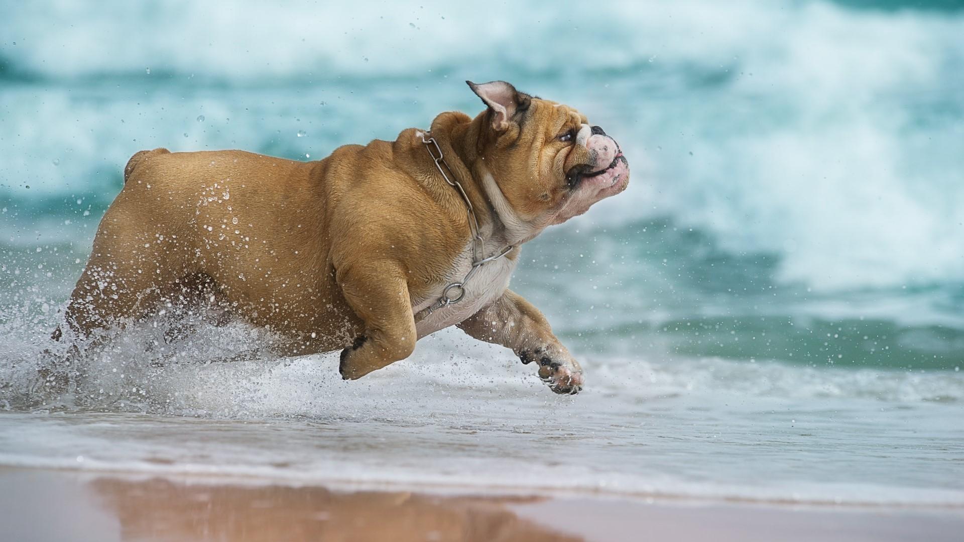 Dogs Not Allowed At Virginia Beach Oceanfront During Summer