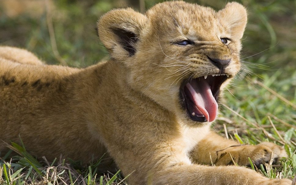 Cute Lion Cubs Wallpaper Cub