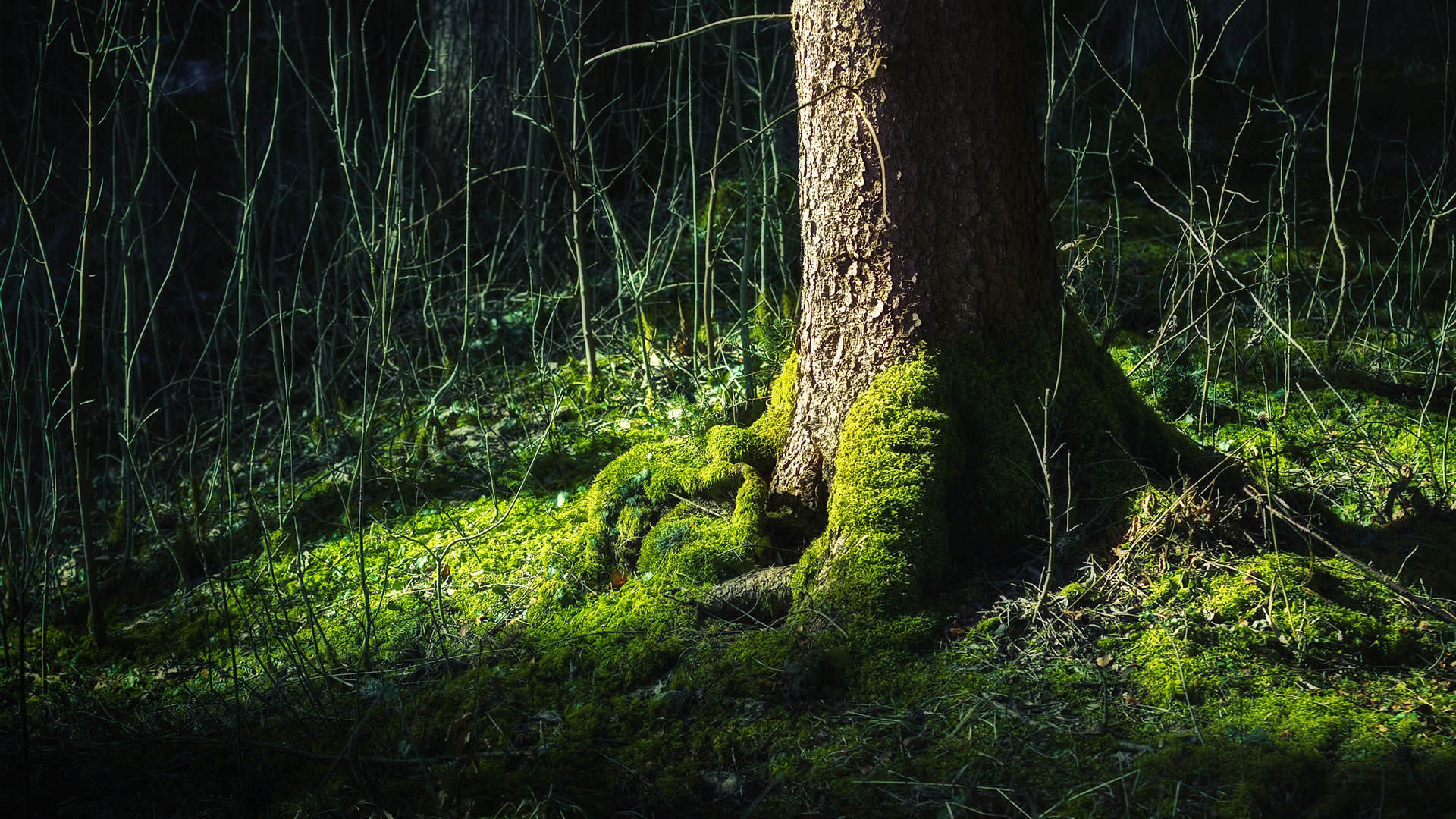 Beautiful Forest Wallpaper