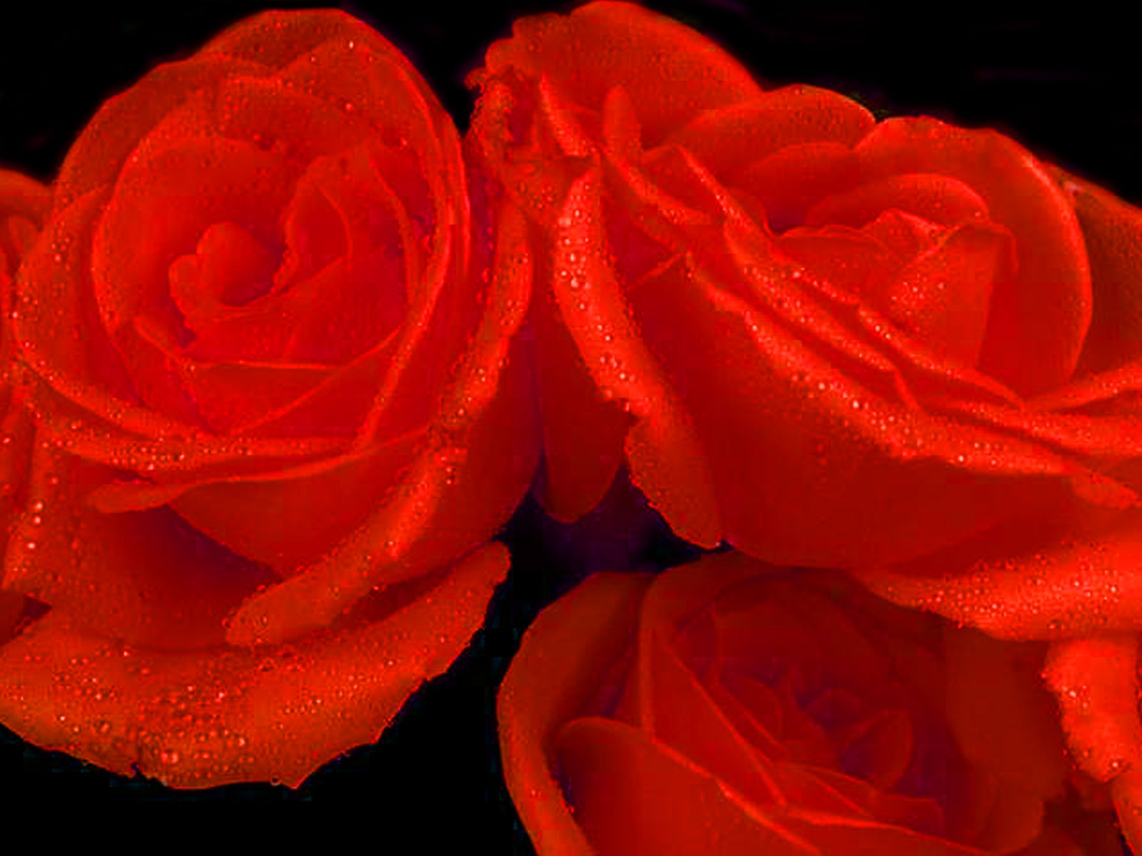 Beautifull Flowers Red Rose Heart Wallpaper