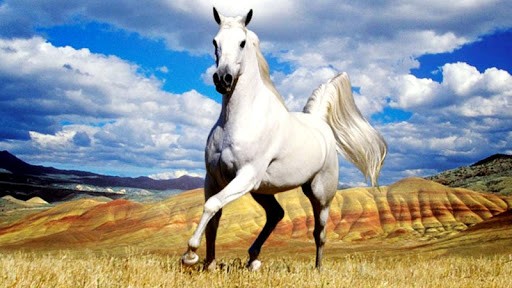 Horses This Horse Live Wallaper You Must Have Discover Various