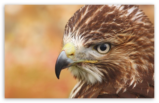 Bird Of Prey HD Desktop Wallpaper Widescreen High Definition