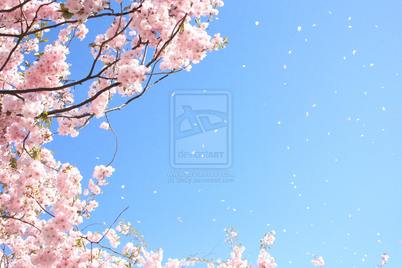 Sakura Tree By Shcy Photography Animals Plants Nature Flowers Trees