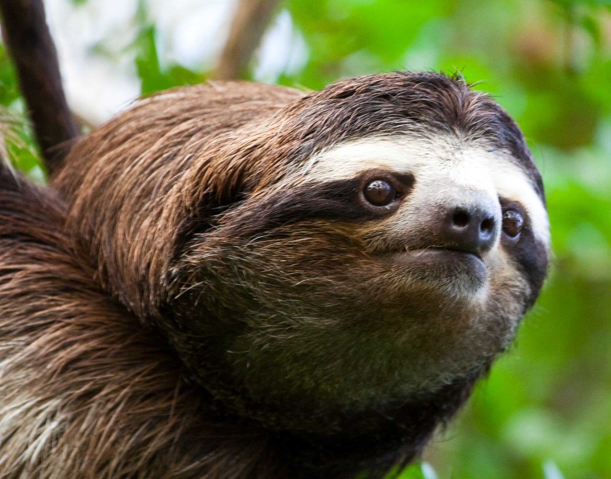 lazy sloth wallpaper