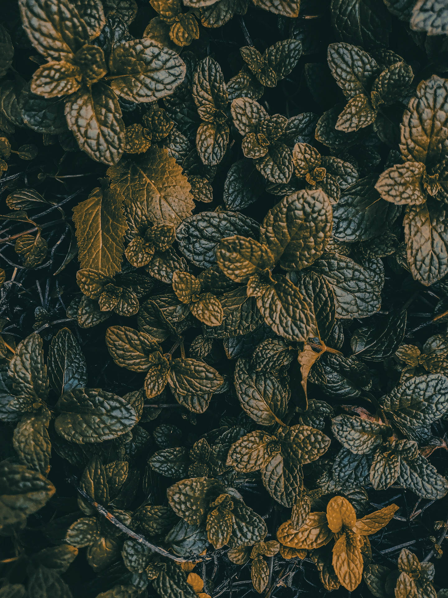 Top Dark Green Wallpaper Full HD 4k To Use