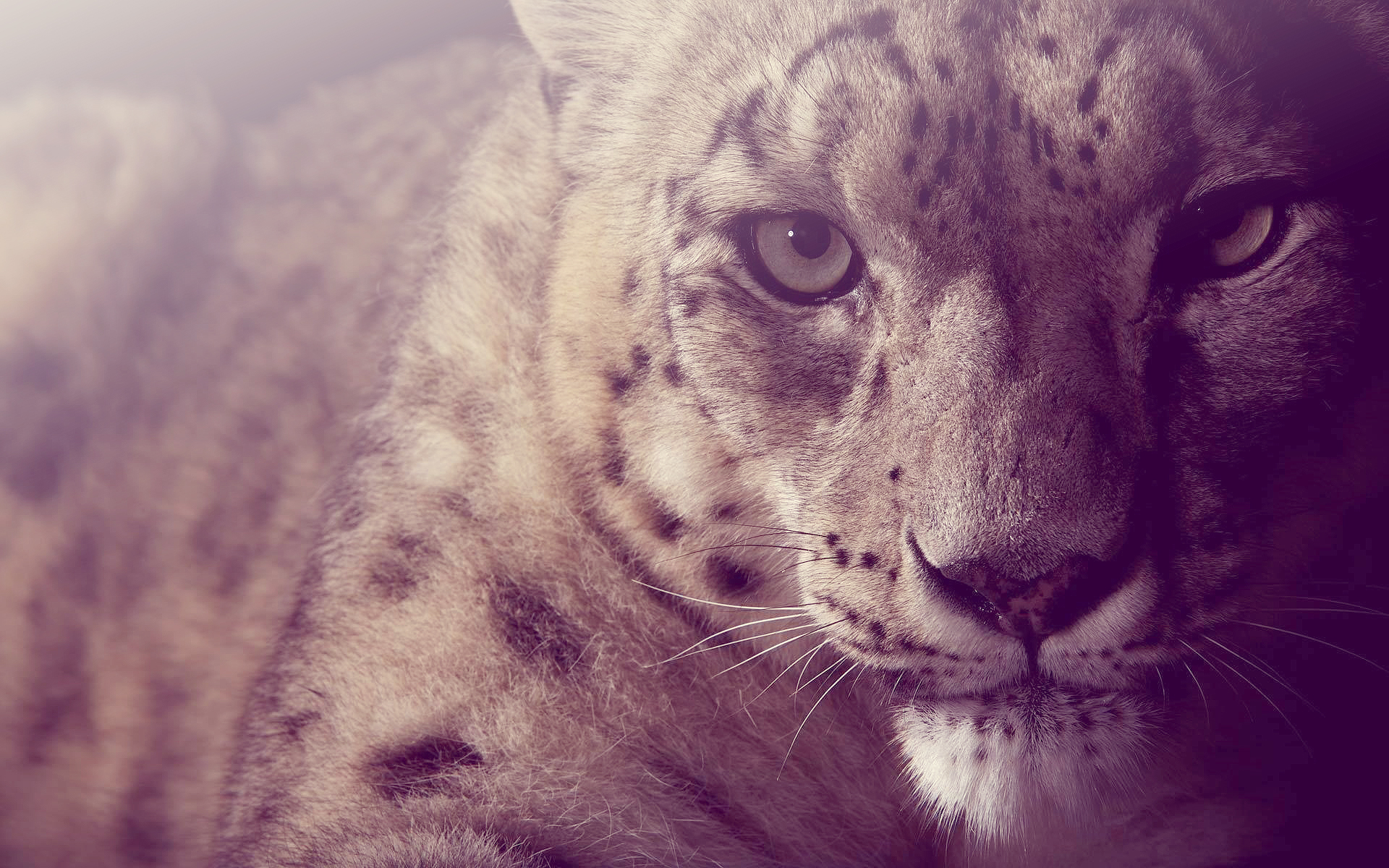 Close-up of a Snow Leopard's Intense Gaze
