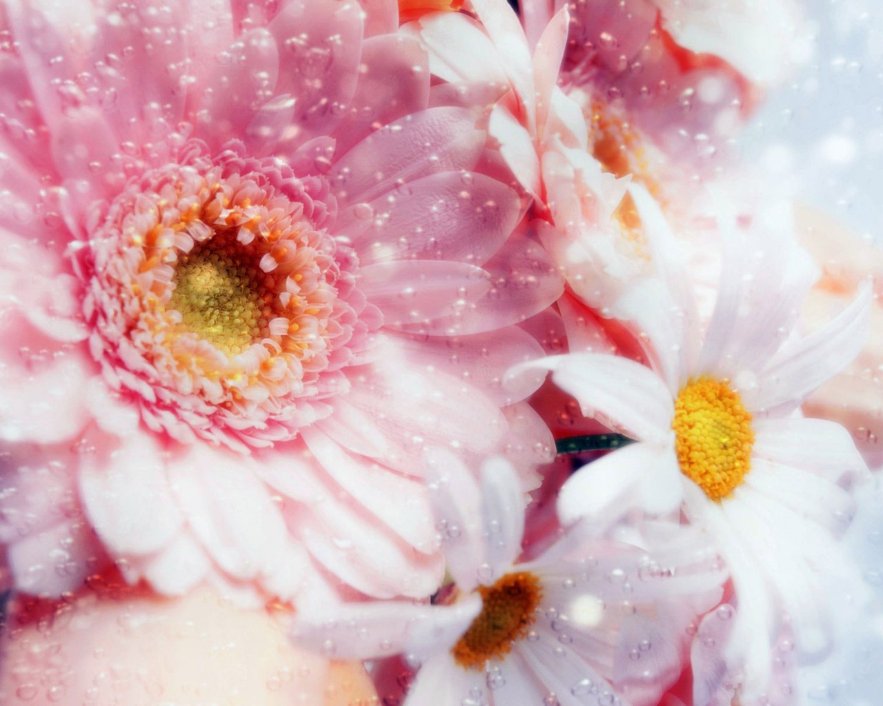 Flowers Amp Plas Pink Wallpaper