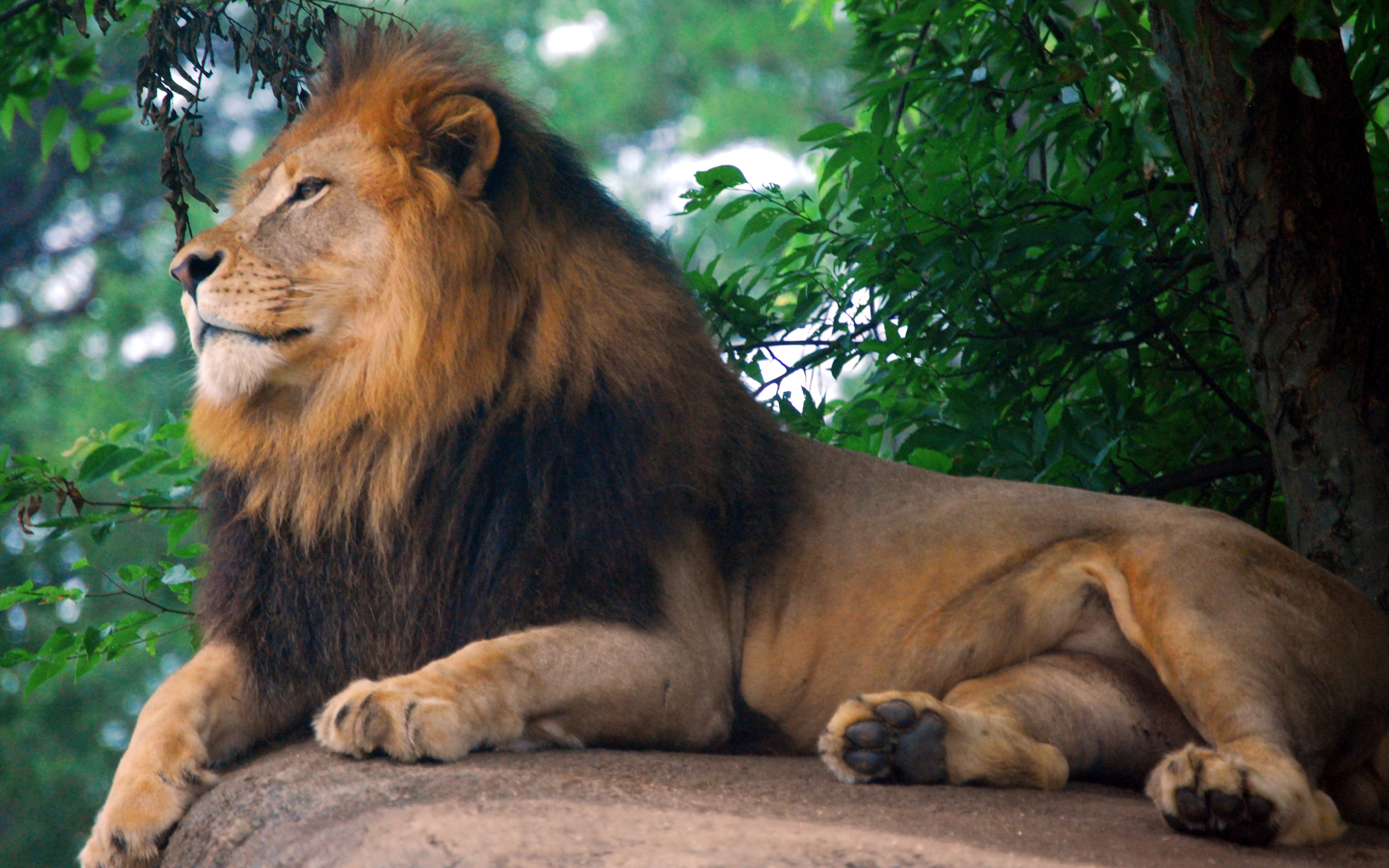 Lion King Of Zoo Wallpaper HD