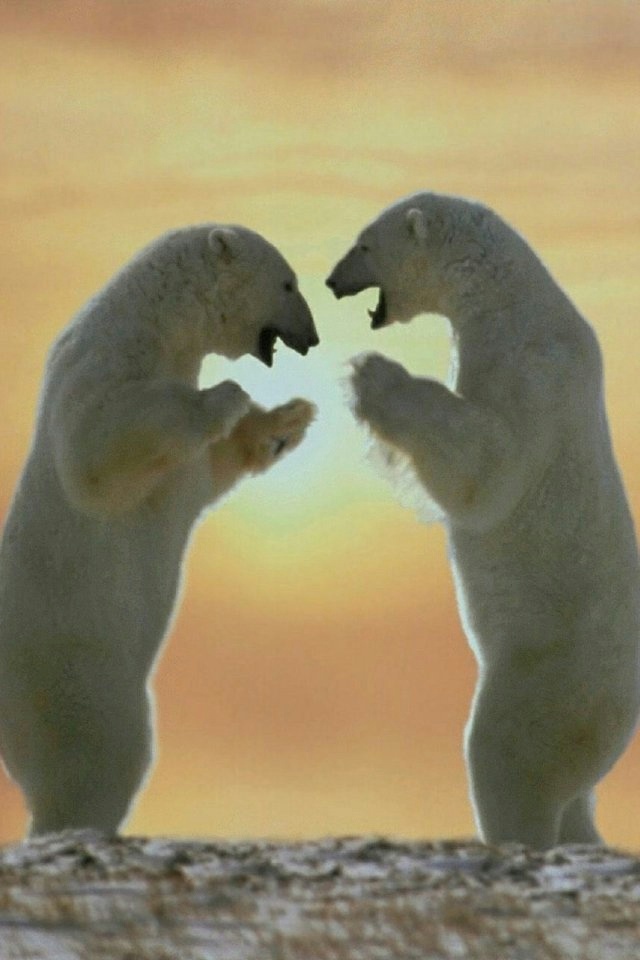 Polar Bears iPhone Wallpaper And 4s