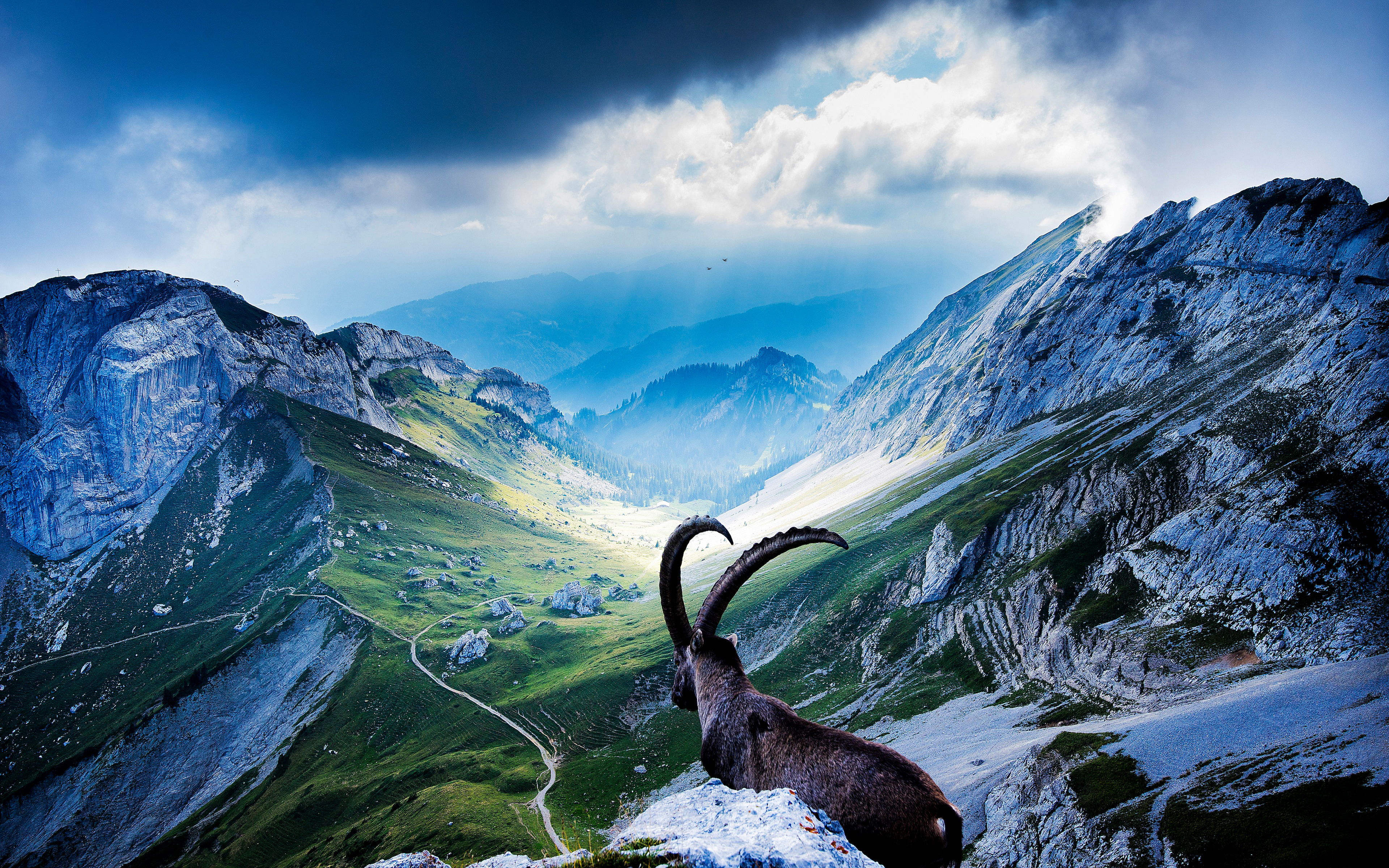 Alpine Ibex Wallpaper X
