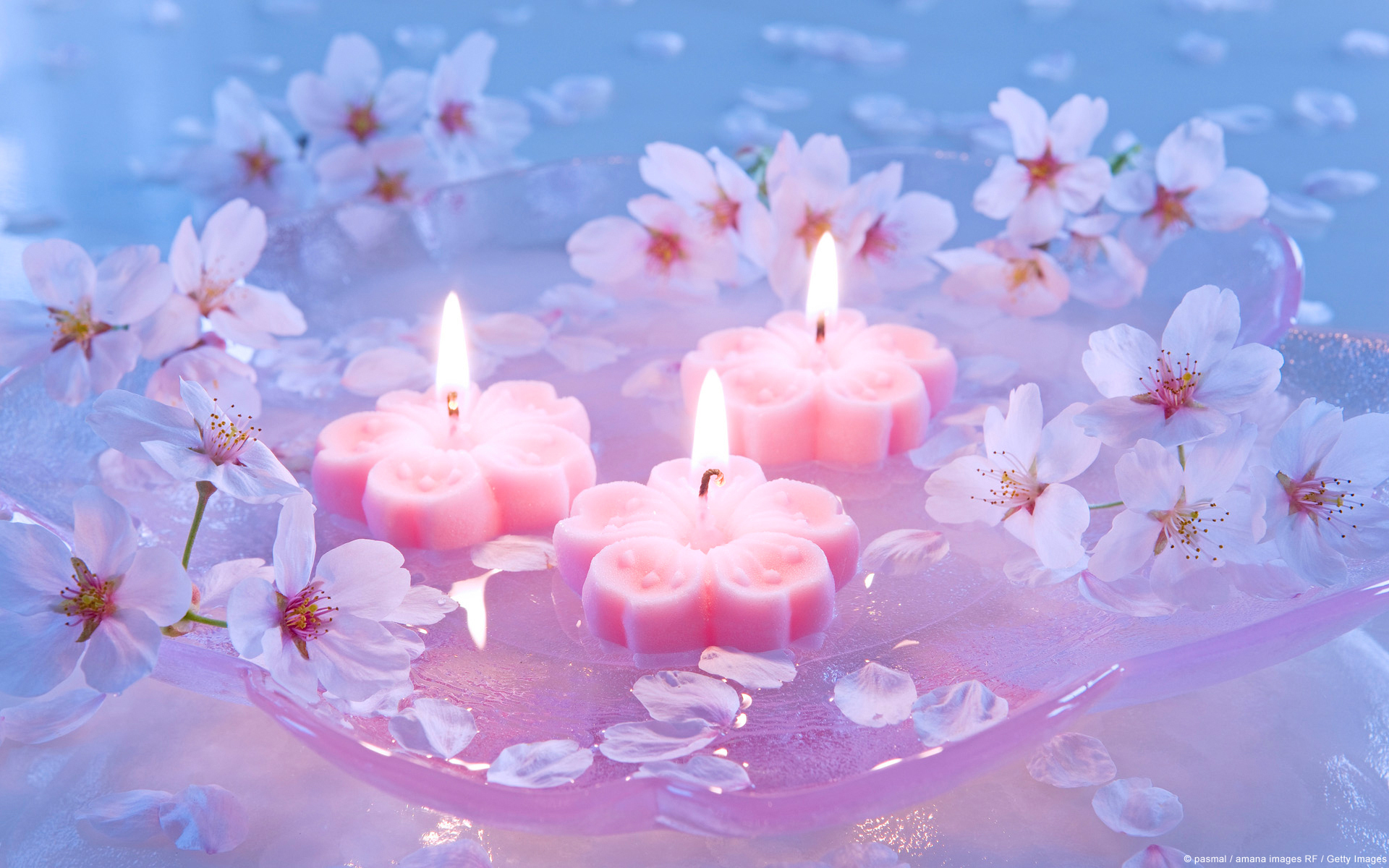 Candles Wallpaper Flowers Japanese Cherry Widescreen HD