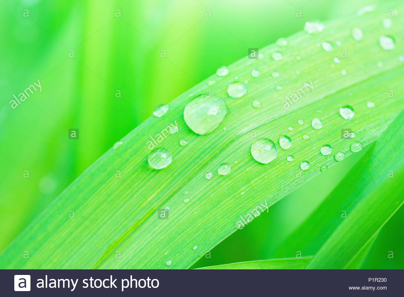 Fresh Green Grass Leaf After Rain With Water Drops Botanical