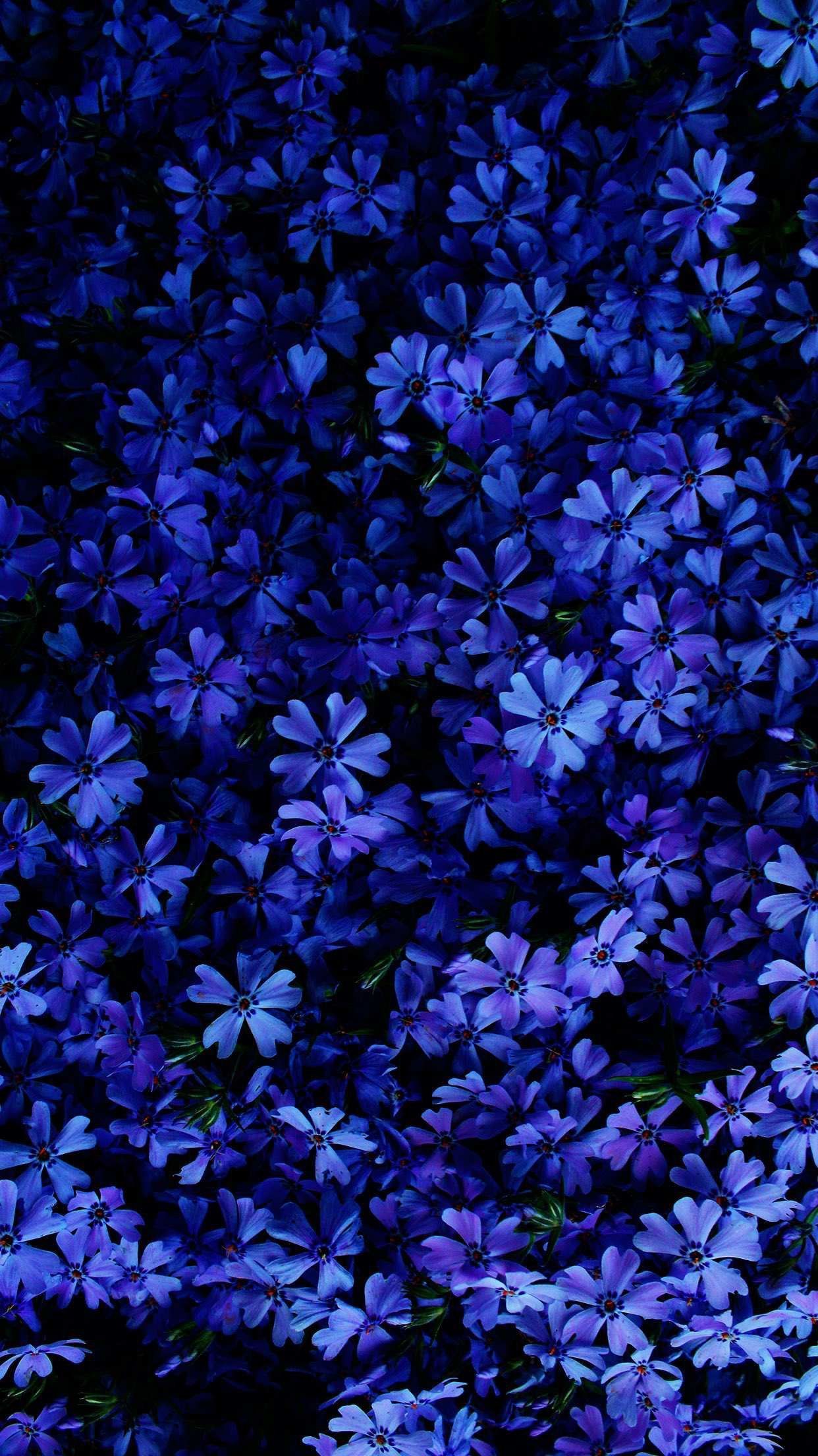 Blue Flowers Wallpaper