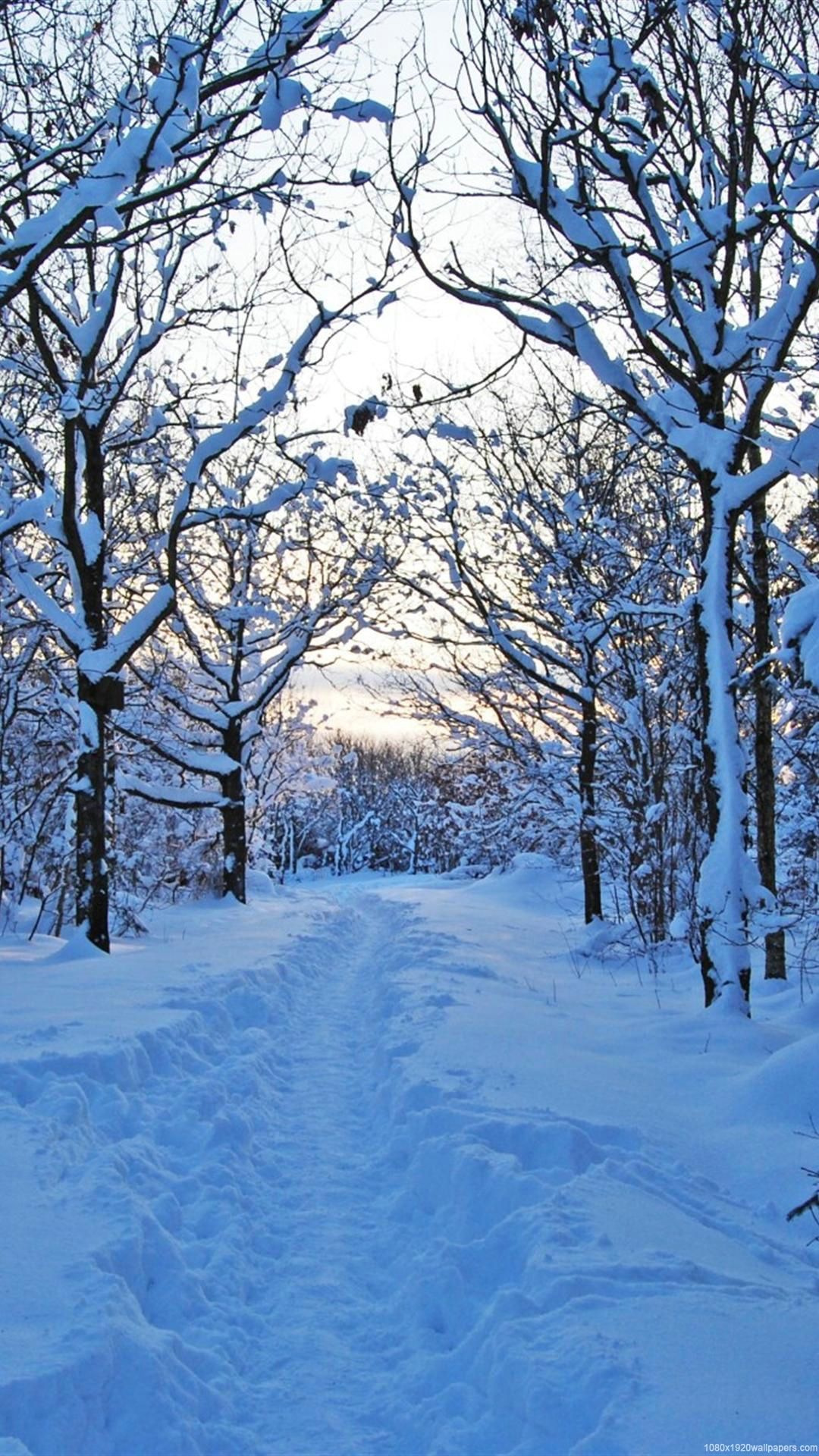 Snow Winter Nature Wallpaper iPhone