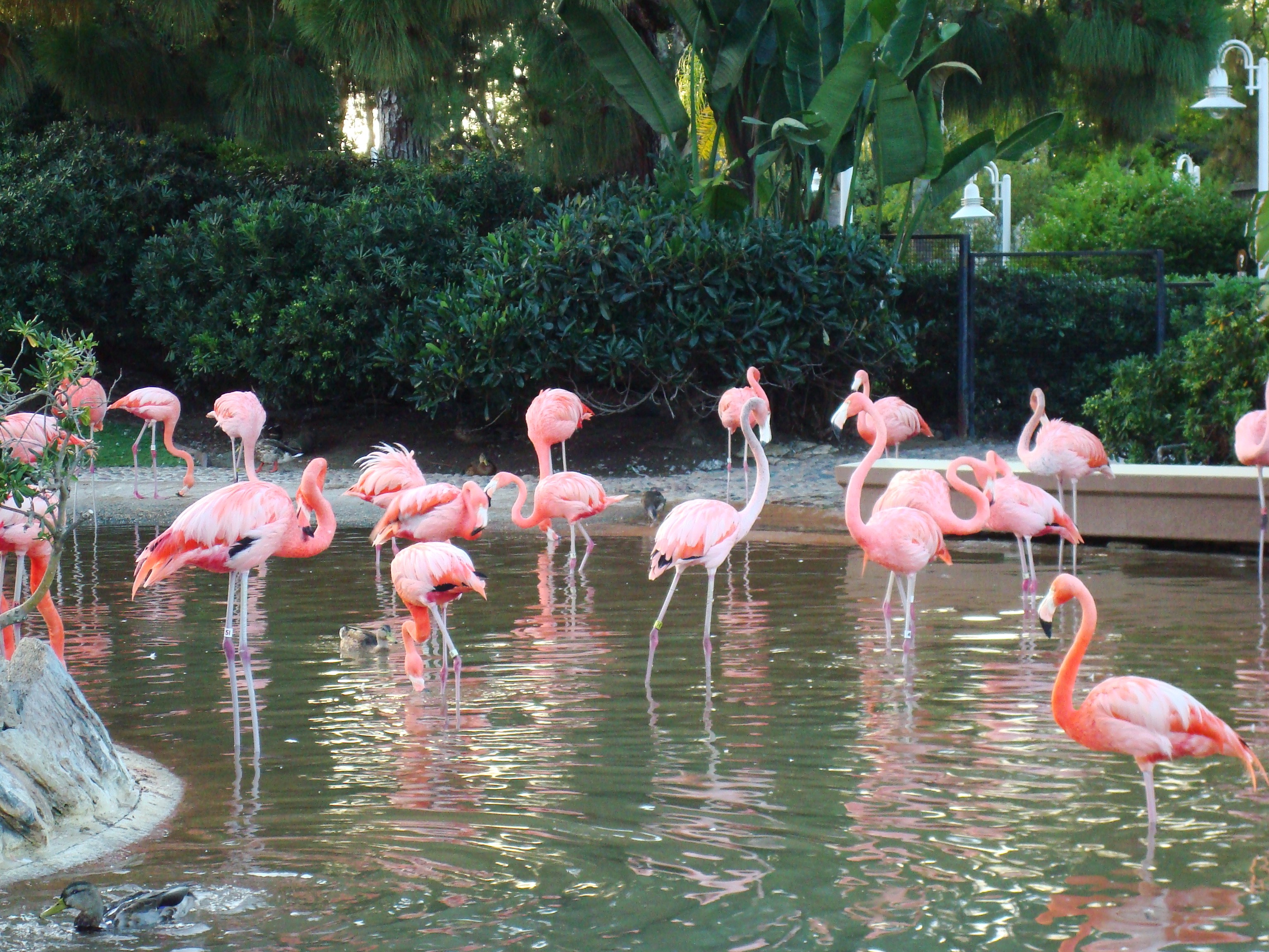 pink flamingos HD Wallpaper   General 1002647