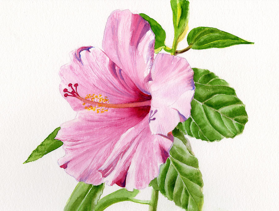 Pink Hibiscus With White Background Is A Painting By Sharon Man