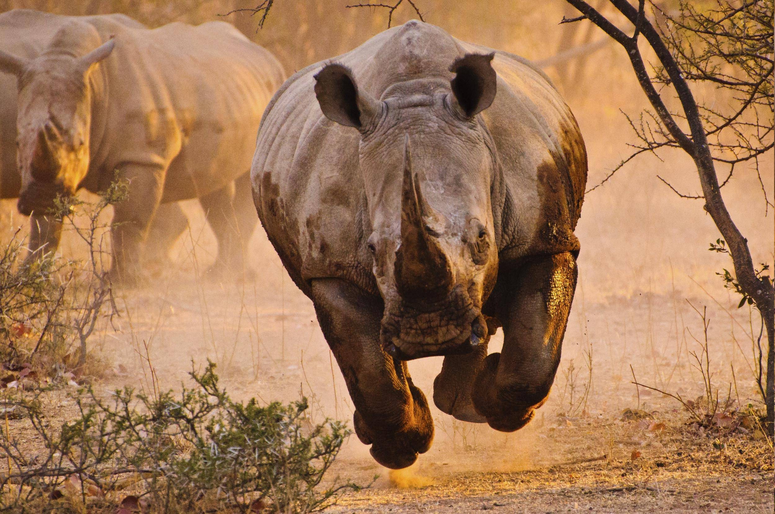 Rhino On Black Pose Rhino Wallpaper Stock Photo 1434272987  Shutterstock