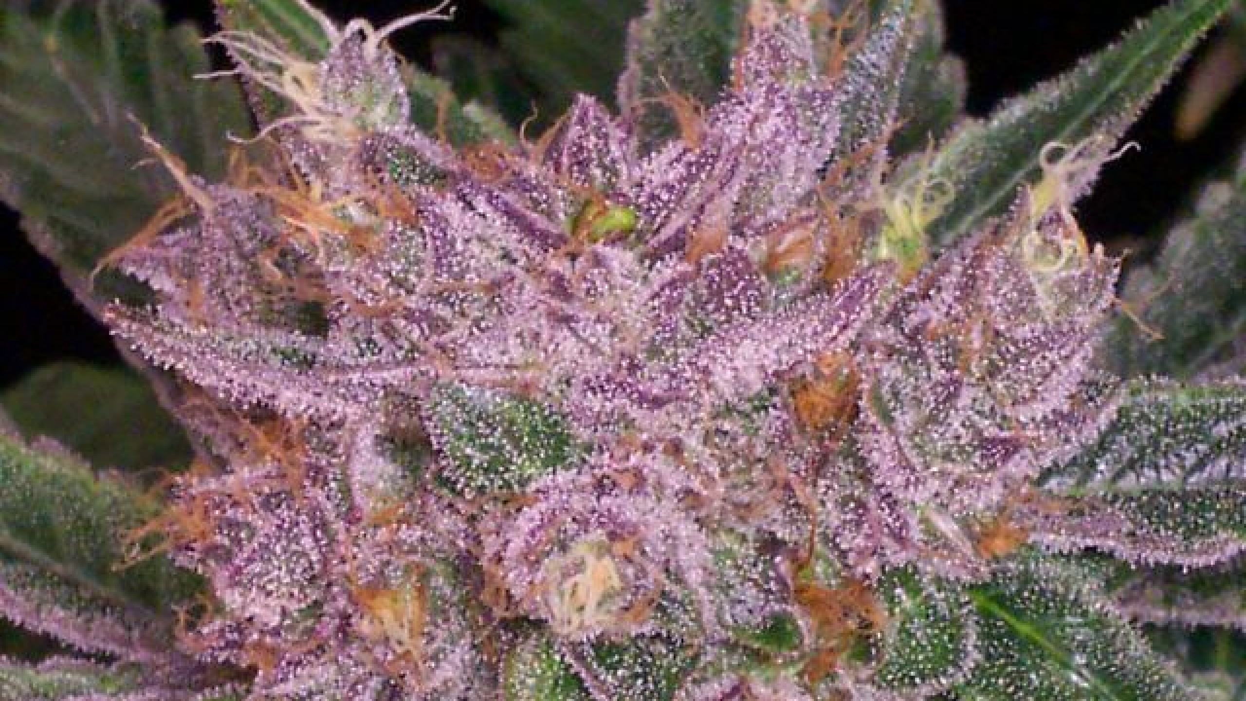 Purple Medical Bud HD Weed Wallpaper